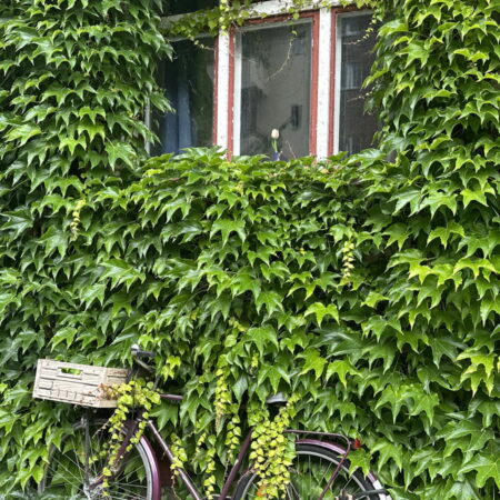 A Touch of Life in the Built Environment - Green Wall and Facade Systems