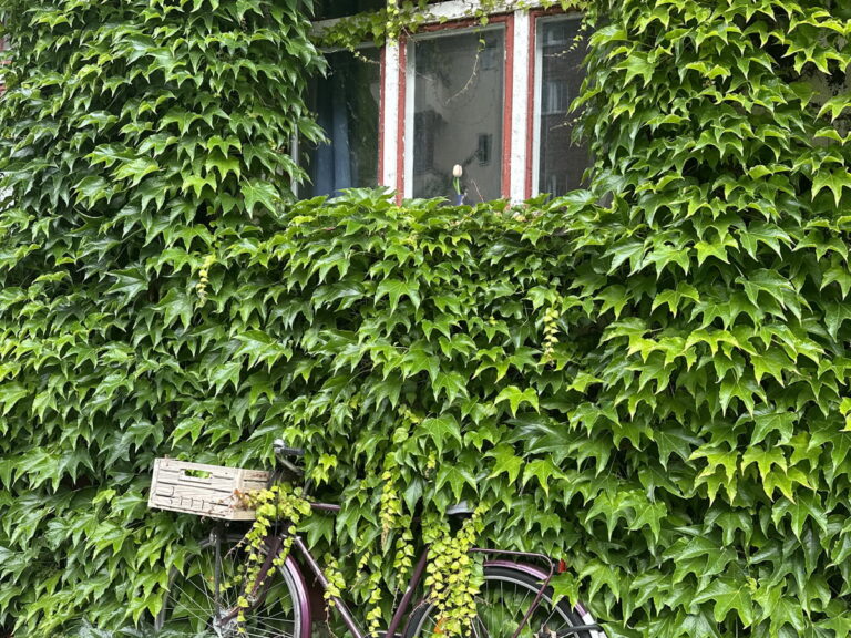 A Touch of Life in the Built Environment - Green Wall and Facade Systems