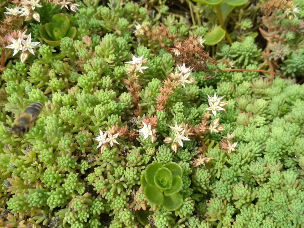 Biodiverse Green Roofs