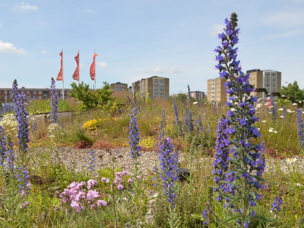 Biodiverse Green Roofs