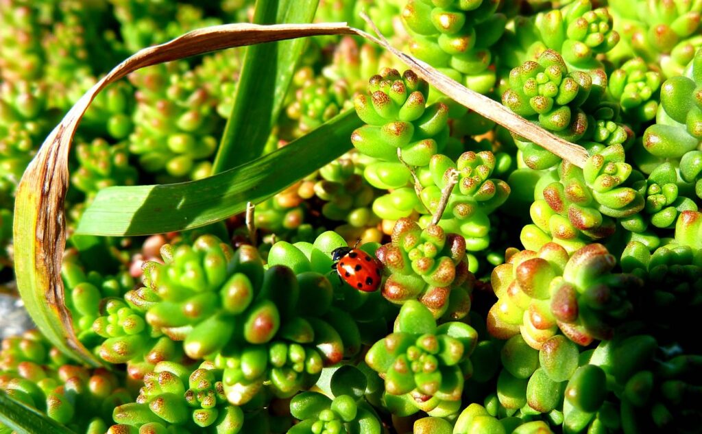 Source: racerocks.ca/ladybugs/