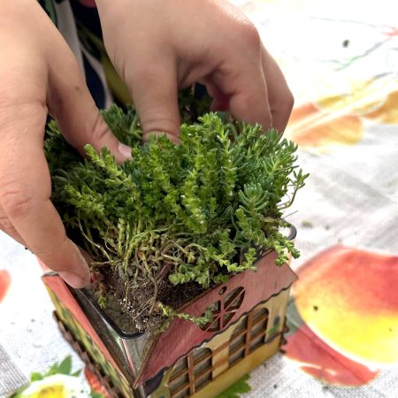 Celebrating World Green Roof Day