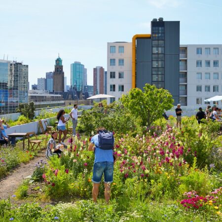 Celebrating World Green Roof Day!