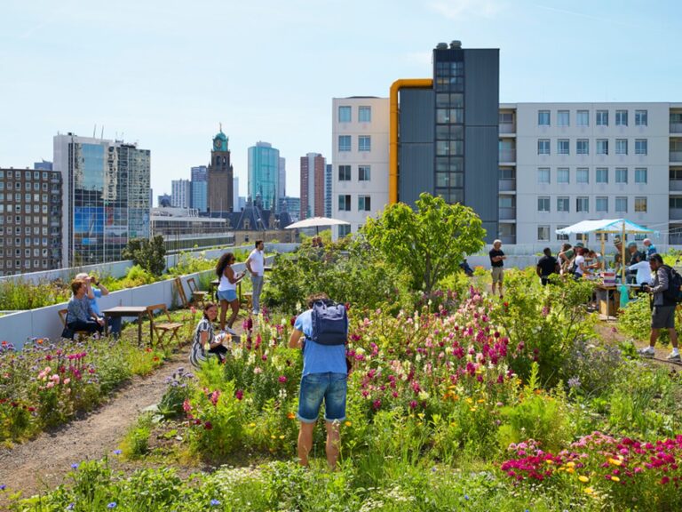 Celebrating World Green Roof Day!