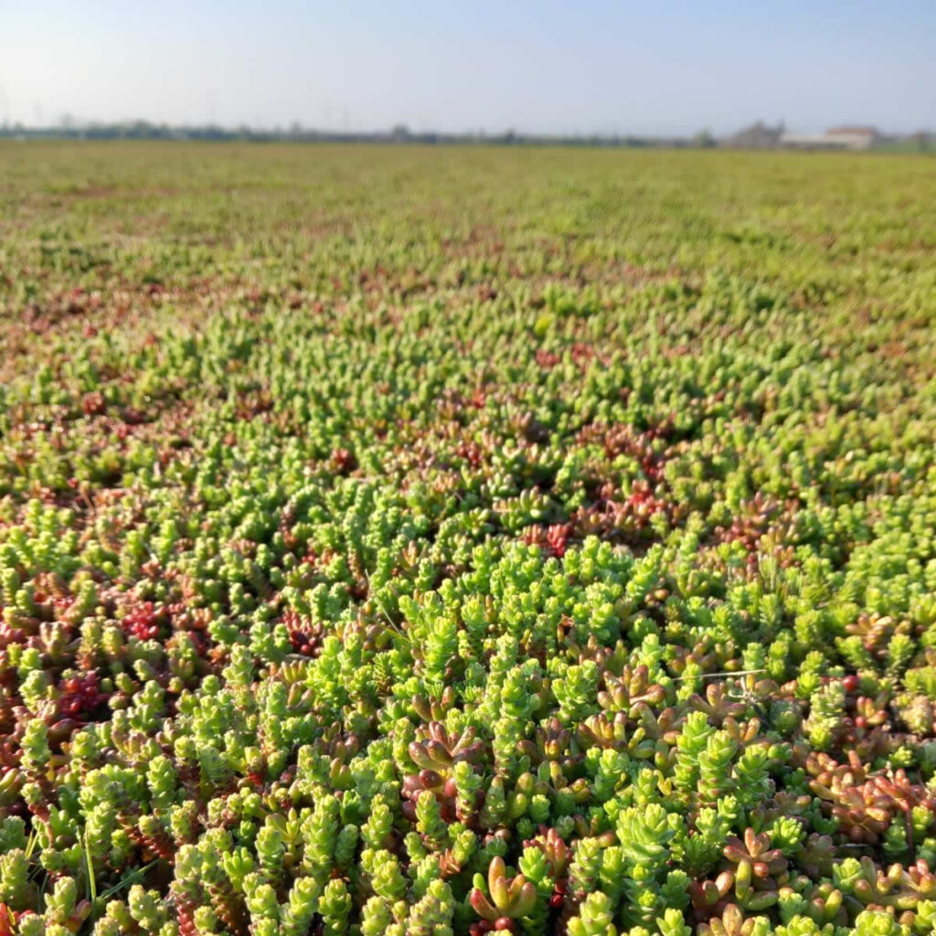 E-Sedum Light Vegetation Mats
