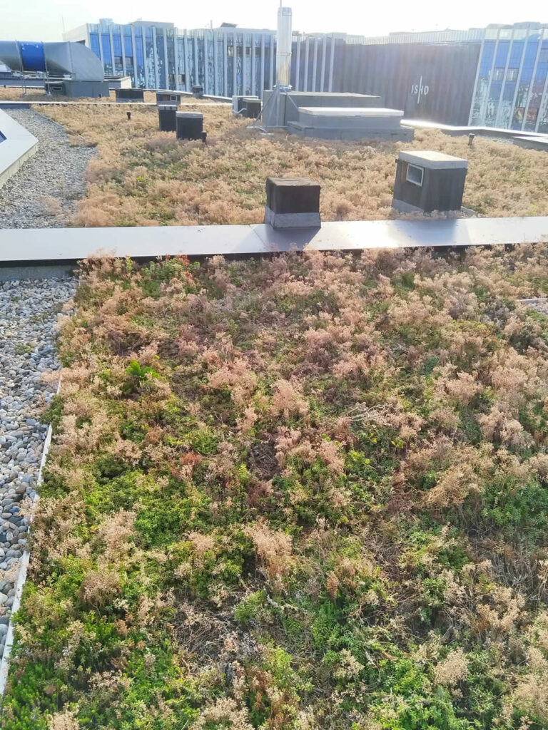 Extensive Green Roof