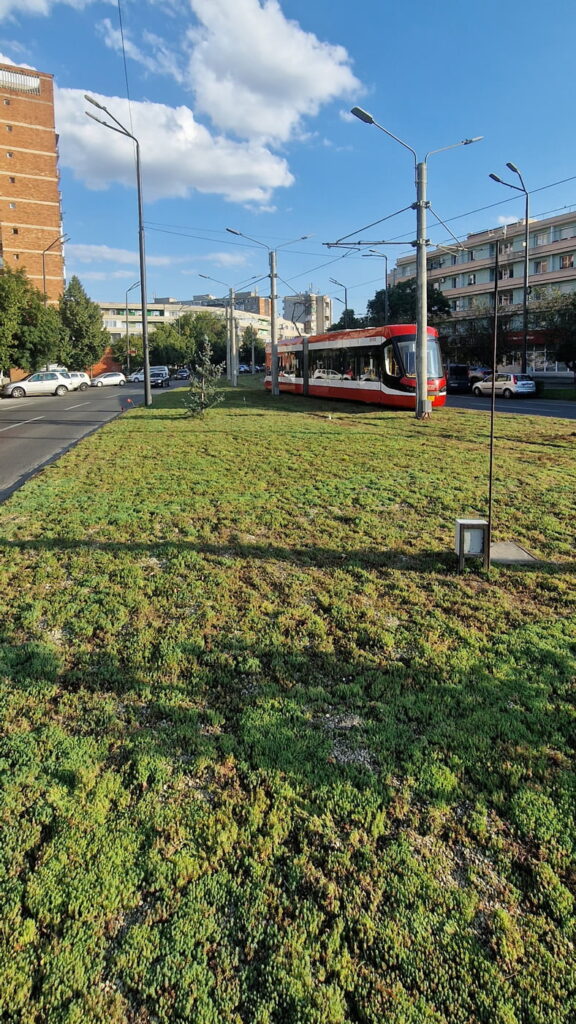 Green tram lines Arad