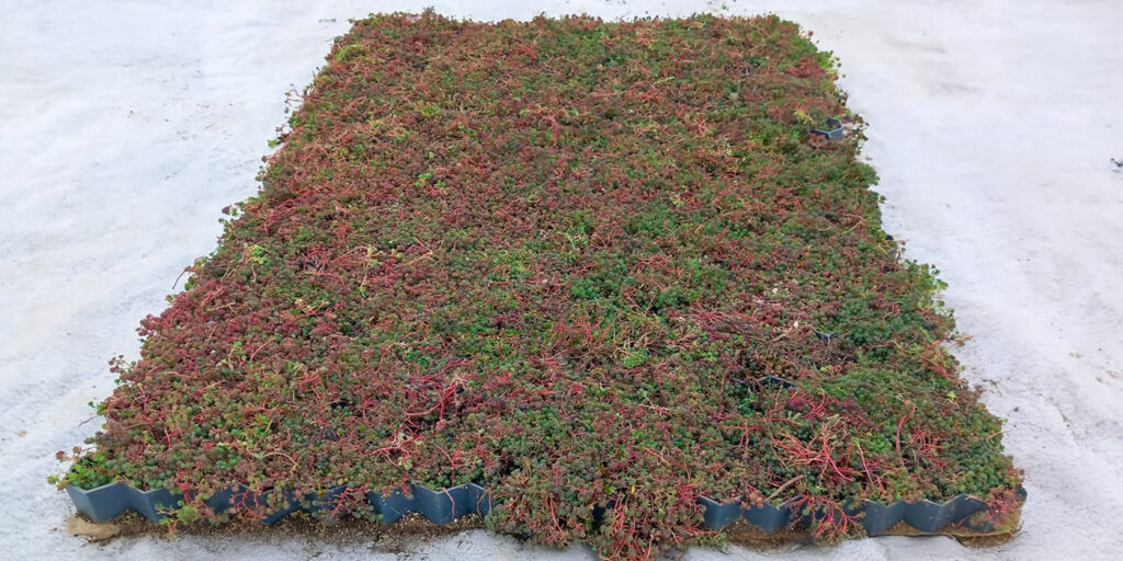 E-Sedum & Gravel Grid Hexagonální systém