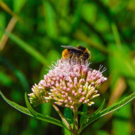 Let’s stop the insect apocalypse