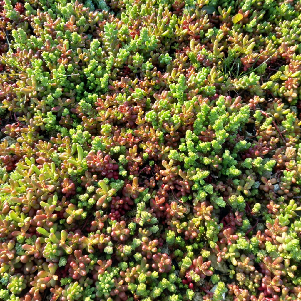 Minerální substrát (vulkanického původu)