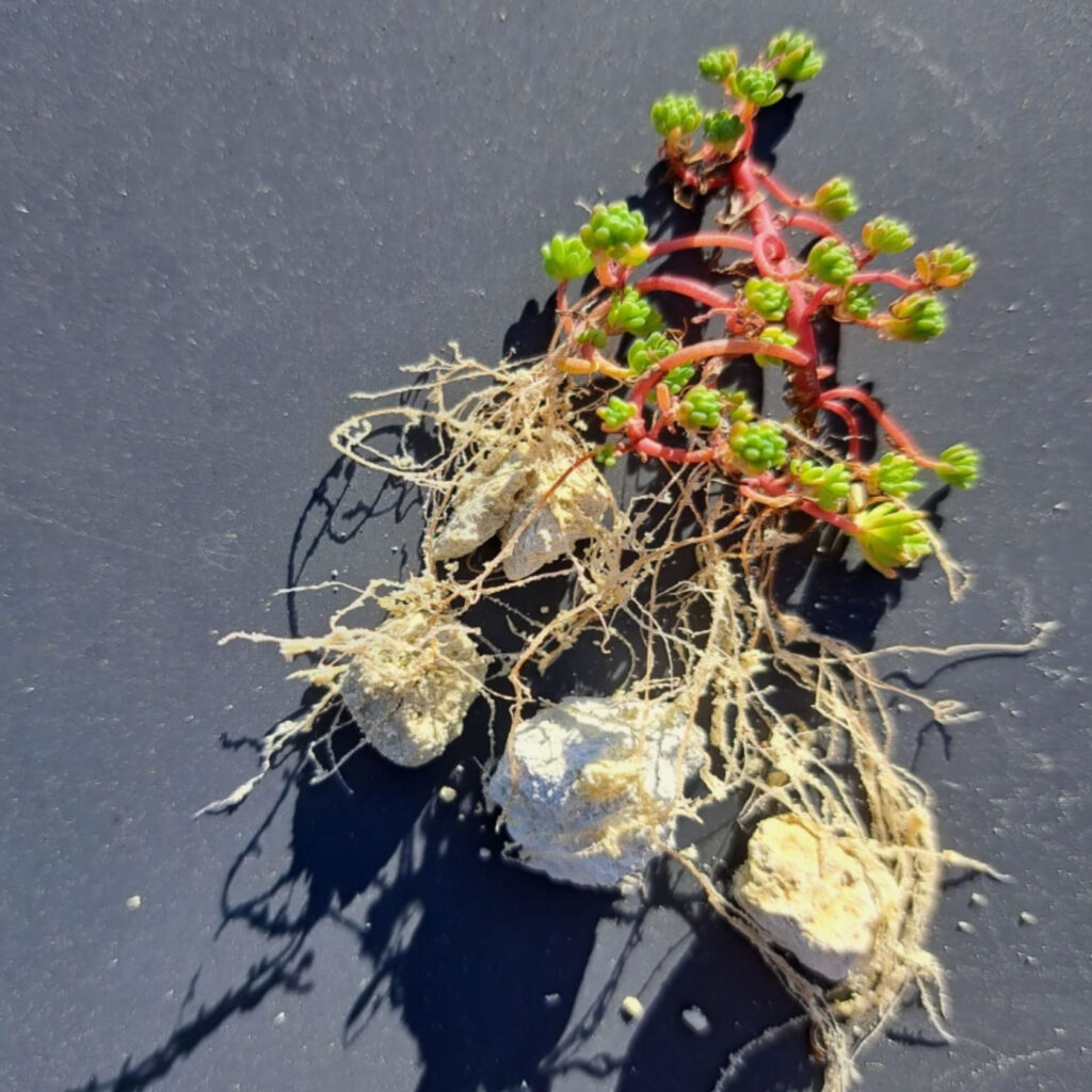 Minerální substrát (vulkanického původu)