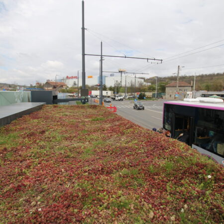 EcoStratos Sedumové rohože