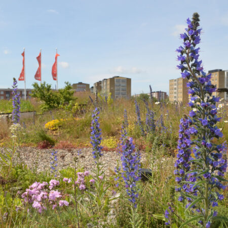 EcoStratos Sedumové rohože