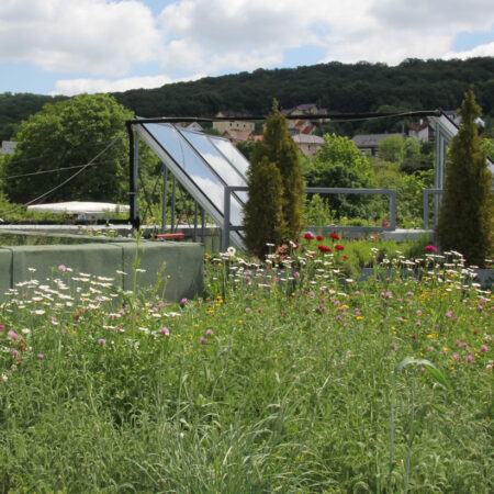 EcoStratos Sedumové rohože