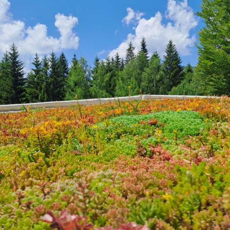 EcoStratos Sedumové rohože