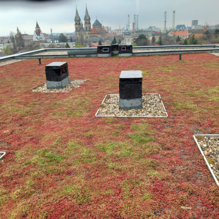 EcoStratos Sedumové rohože