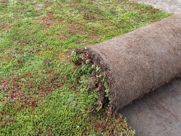 Sedum Mats – The Innovative Solution for Durability, Biodiversity, and Energy Efficiency