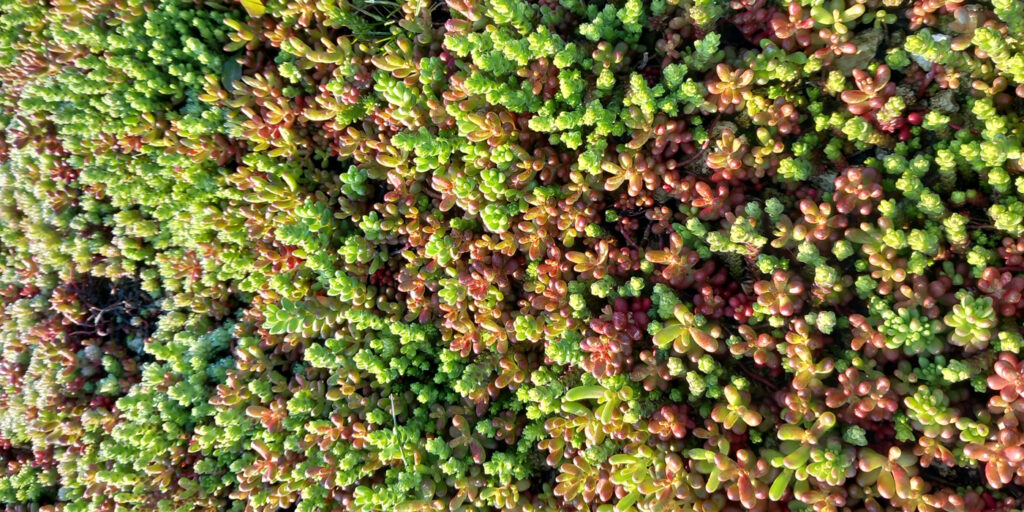 EcoStratos Sedumové rohože