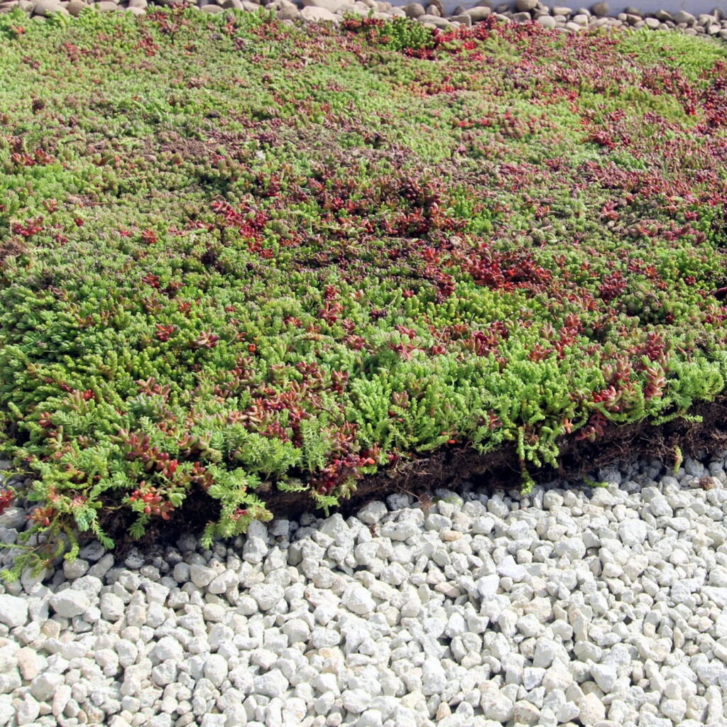 Sedum Ready-made Cassette System